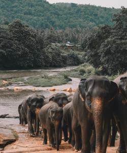 Слоновий питомник на Шри-Ланке