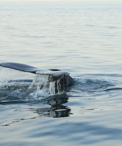 Наблюдение за китами на Курилах