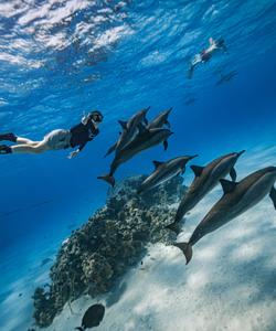 Плавание с дельфинами