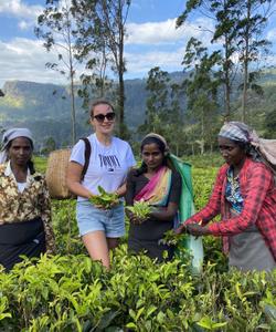 Чайные плантации