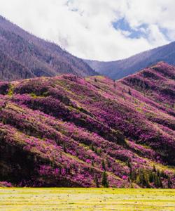Цветение маральника на Алтае