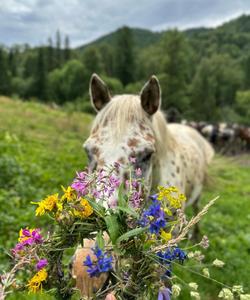 лошадь на лугу