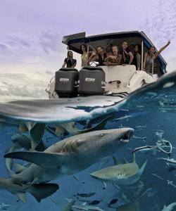 Прогулка к акулам