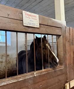 Конезавод «Медведки»