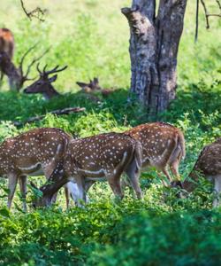 Национальный парк Яла
