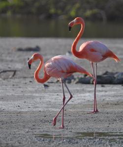 Фламинго