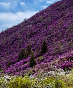 Цветение маральника на Алтае