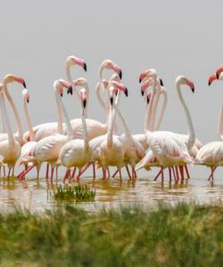 Сафари в Кении