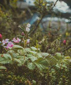 Парк Паанаярви