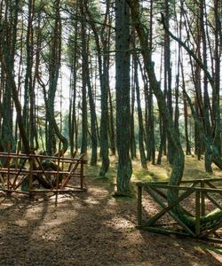 Танцующий лес, Куршская коса