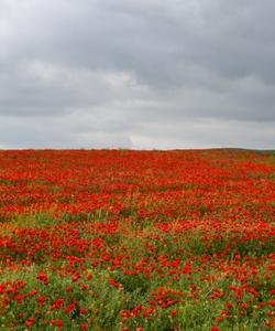маковые поля
