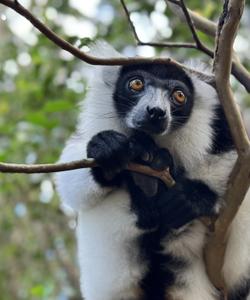 Лемур в парке Аналамазотра