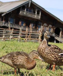 Музей-заповедник Кижи