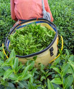 Чайные плантации