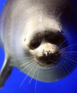 байкальская нерпа