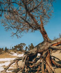 Ходульные деревья на Байкале