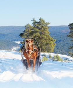 Зимний пейзаж