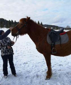 Конные прогулки в Архангельской области