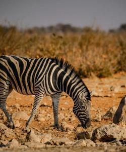Национальный парк горных зебр