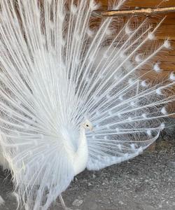 Павлинарий на Алтае