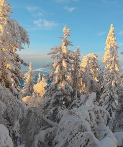 уральская тайга