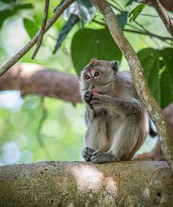 Обезьяний лес в Убуде