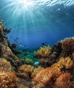 Коралловый риф в Индонезии