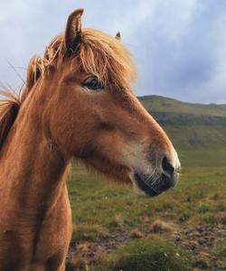 Лошадь в Исландии