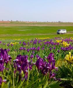 Цветущие степи Калмыкии