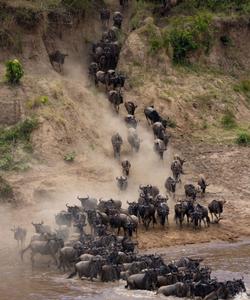 Миграция животных в парке Масаи-Мара