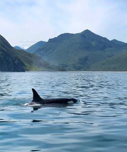 Морская прогулка в бухту Русская