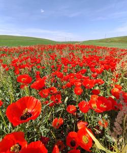 Маки в Киргизии