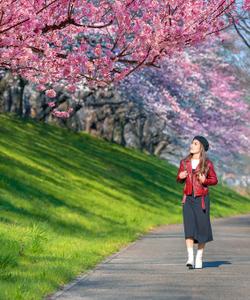 Цветение сакуры в Японии