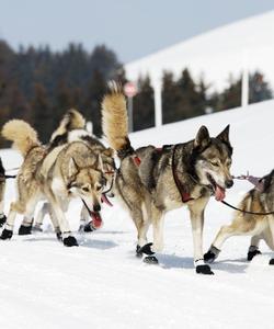 Питомник хаски