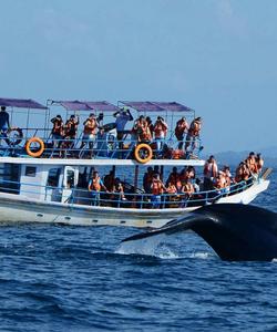 Китовое сафари