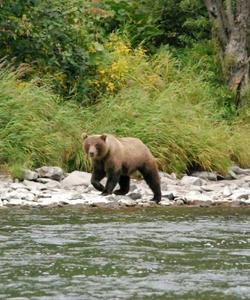 Медведи на Камчатке
