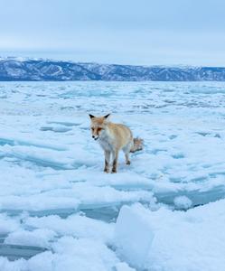 лисица на Байкале