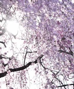 Тур в Японию на цветение сакуры