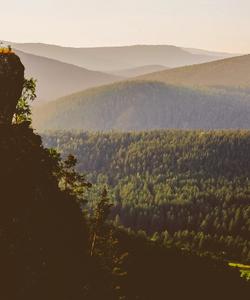 Местный пейзаж