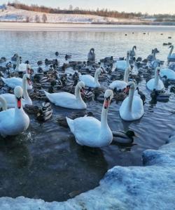 Лебеди, Псковская область