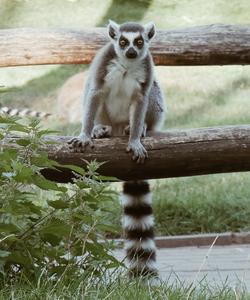 Лемур в Мадагаскаре