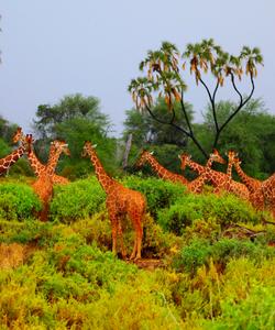 Жирафы в Кении