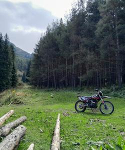 хвойный лес в Казахстане