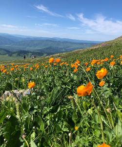 Природа Алтая