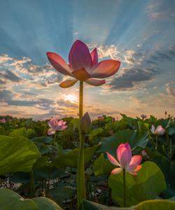 Цветение лотосов в Астрахани