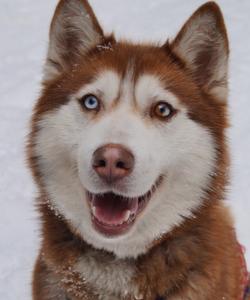 Питомник ездовых собак в Карелии