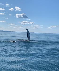 Морская прогулка в Териберке