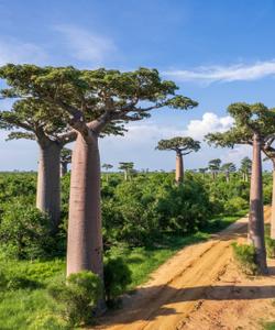 Аллея баобабов