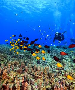 Большой Барьерный Риф