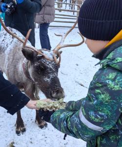 северный олень